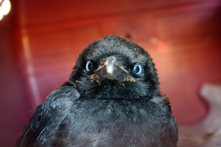 Illustration for article titled UPDATE: Crow III still hanging in there. // Baby crows in our yard: 1 saved, 1 dead, 1 still unsure